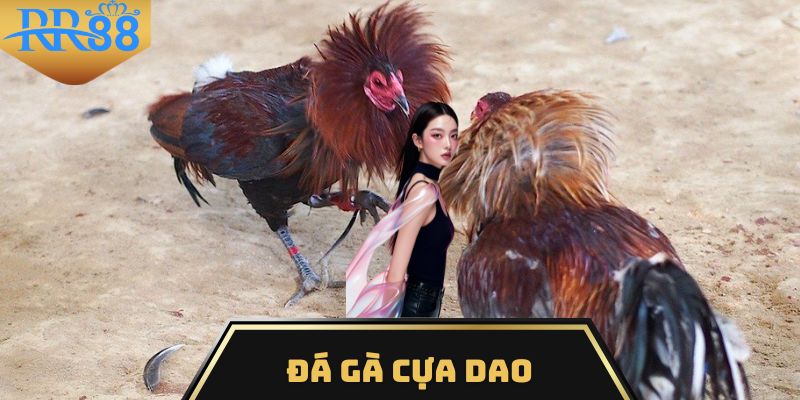 đá gà cựa dao