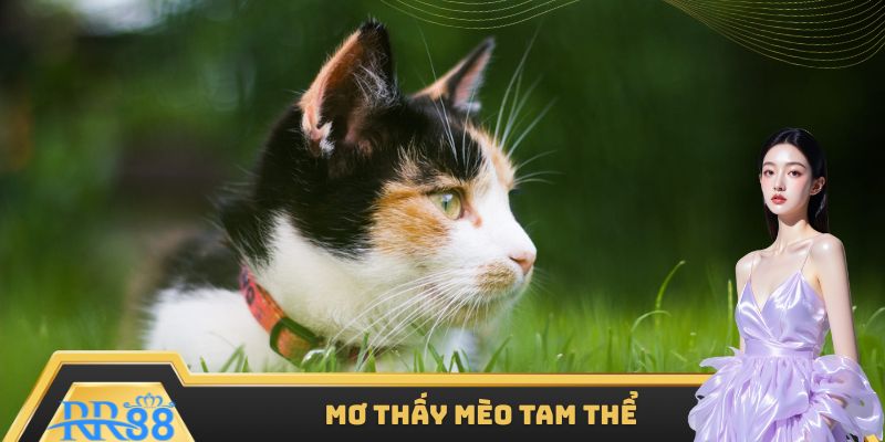 Giải mã giấc mộng thấy mèo tam thể vào nhà