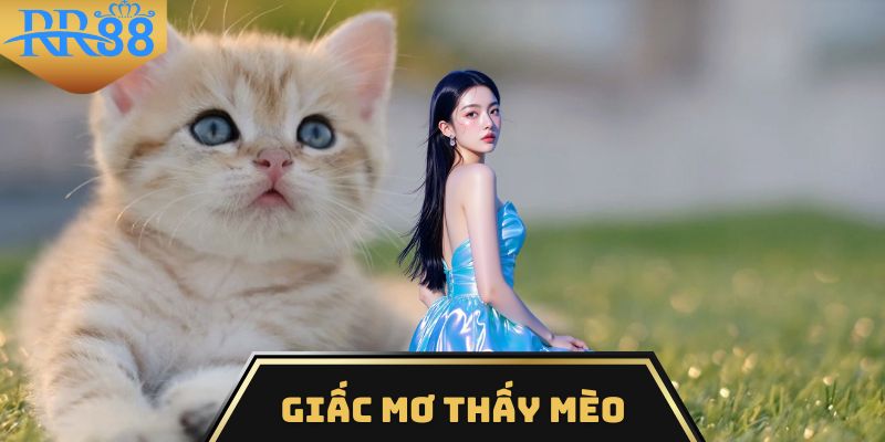 Mơ thấy mèo