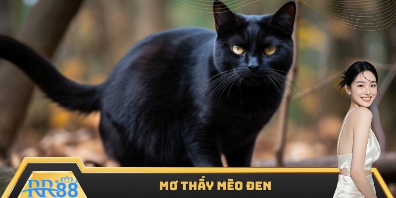 Mộng cảnh bị mèo đen hung dữ đuổi theo