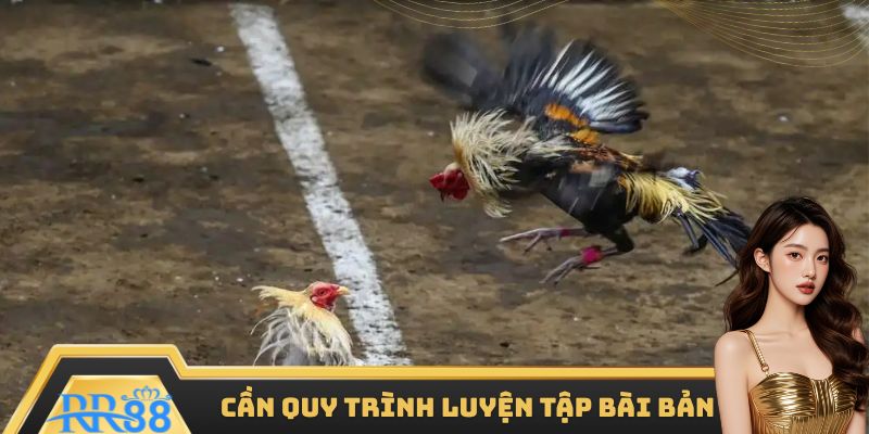 Quy trình luyện tập bài bản ảnh hưởng lớn đến gà